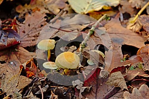White mushrooms in between dried oak leafs on the forest floor