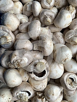 White mushrooms in a box. A bunch of champignons is in a box. Image of mushrooms