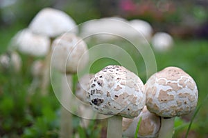 White Mushrooms in the Field