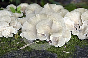 White mushrooms on the forest grass