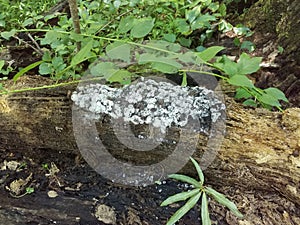 White mushrooms or fungus on decomposing tree