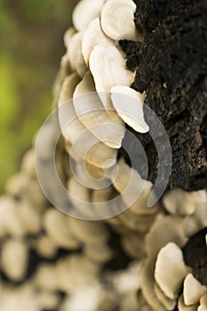 White mushrooms grow on dry trees.