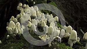 White mushrooms grow from moss-covered logs