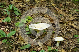 White Mushrooms Growing on the Forest Floor