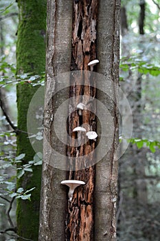 White mushrooms growing on tree