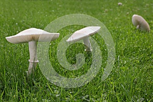 White Mushrooms on Lawn