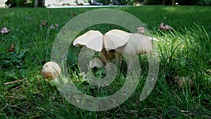 White Mushrooms In The Lawn