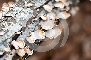 White Mushrooms on a Log