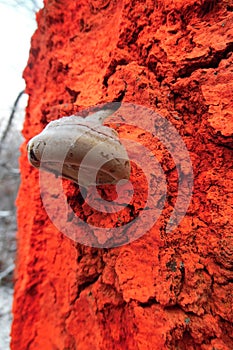 White mushrooms on a neon orange marked tree in the forest . Forestry tree markings to control the forest stand . Colored colorful photo