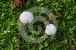 White Mushrooms and a Pine Cone