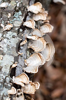 White Mushrooms on Textured Bark