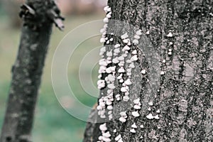 White mushrooms on the tree trunk, Schizophyllum photo