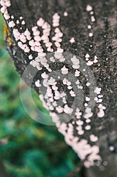 White mushrooms on the tree trunk, Schizophyllum photo