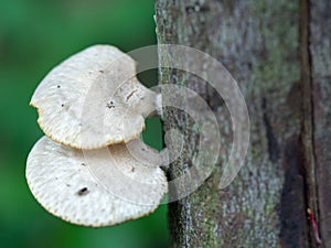 White mushrooms up the treeà¸¡ Mushrooms growing on dead wood