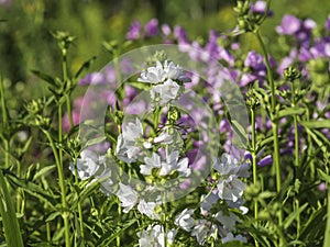 White Musk mallow growing in a sunny garden