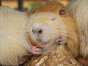 White muskrat Myocastor coypus