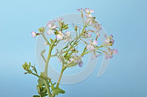 White mustard on blue background