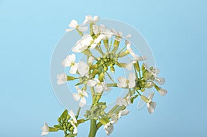 White mustard on blue background