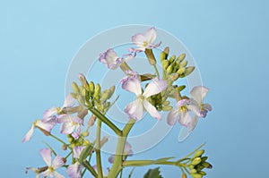 White mustard on blue background