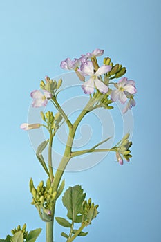 White mustard on blue background