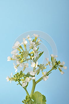 White mustard on blue background