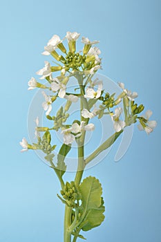 White mustard on blue background