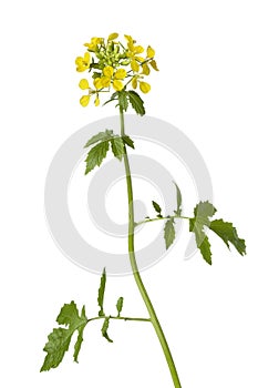 White mustard plant
