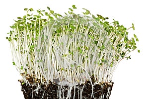 White mustard seedlings in potting compost front view photo