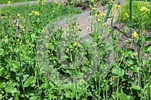 White Mustard (Sinapis alba) in vegetable garden