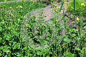 White Mustard (Sinapis alba) in vegetable garden