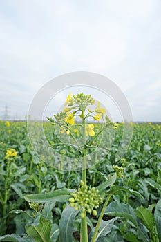 White mustard, Sinapis plant on the field