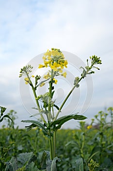 White mustard, Sinapis plant on the field