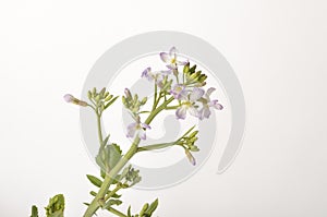 White mustard on white background