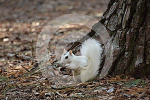 White Mutation of the Eastern Gray Squirrel