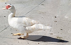 white mute goose backyard bird-