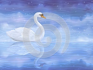 White mute swan