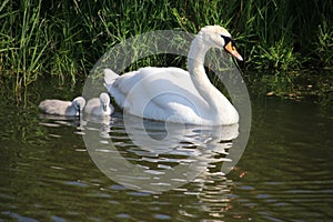 white mute swan with 2 chicks in the water at a ditch in Boskoop, the Netherlands