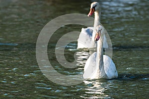 White Mute swan couple (Cygnus olor) swim around their pond on a late summer morning in Ontario, Canada.