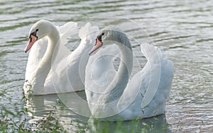 White Mute swan couple (Cygnus olor) swim around their pond on a late summer morning in Ontario, Canada.