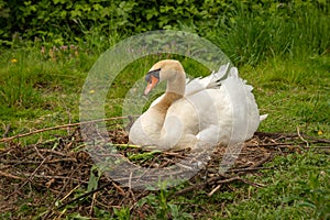 A white mute swan Cygnus Olor sitting in the nest, nature scene photo