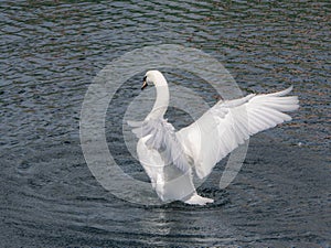 White mute swan Cygnus olor spreads its wings after washing to dry them creating ripples in the river water