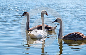 A white mute swan with orange and black beak and young brown coloured offspring with pink beak swimming in a lake with blue water