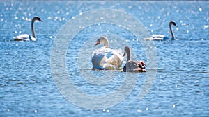 A white mute swan with orange and black beak and young brown coloured offspring with pink beak swimming in a lake with blue water