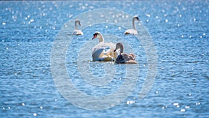 A white mute swan with orange and black beak and young brown coloured offspring with pink beak swimming in a lake with blue water