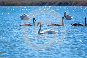 A white mute swan with orange and black beak and young brown coloured offspring with pink beak swimming in a lake with blue water