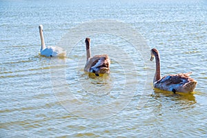 A white mute swan with orange and black beak and young brown coloured offspring with pink beak swimming in a lake with blue water