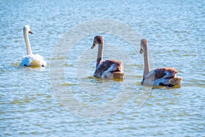 A white mute swan with orange and black beak and young brown coloured offspring with pink beak swimming in a lake with blue water