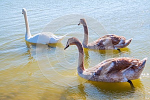 A white mute swan with orange and black beak and young brown coloured offspring with pink beak swimming in a lake with blue water