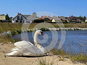 A white mute swan sitting on a river dike