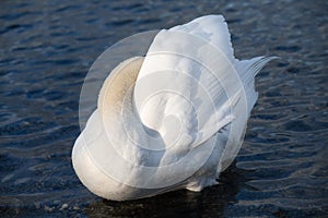 A white mute swan stands in shallow water and tucks its head behind its wing. The wing is half open